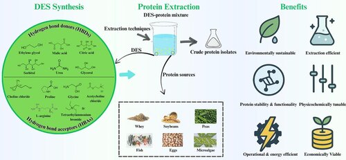 Deep Eutectic Solvents for Protein Extraction